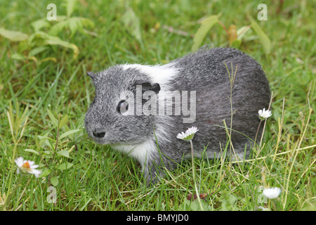 Guinea pig  in the grass / Cavia porcellus Stock Photo