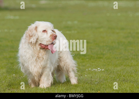 Clumber Spaniel dog standing meadow Stock Photo