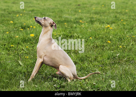 Italian Greyhound dog sitting meadow Stock Photo
