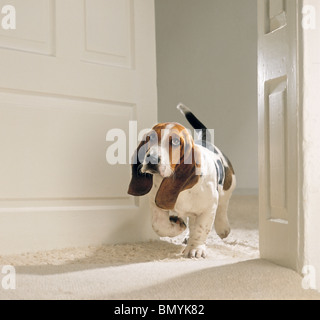 Basset Hound dog walking Stock Photo