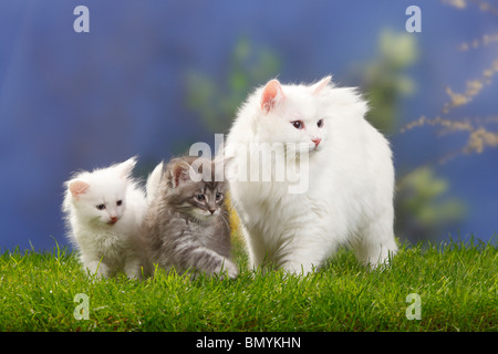 Siberian Forest Cat with kittens, 7 weeks, white and blue-silver-tabby / Siberian Cat, Siberia Stock Photo