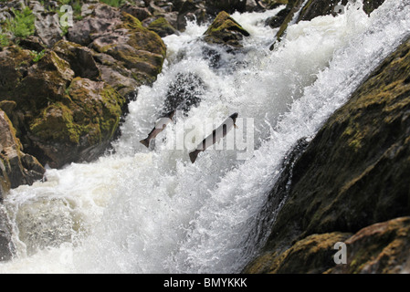 A pair of wild Salmon leaping up the world famous Falls of Feugh near Banchory, Aberdeenshire, to head upsteam to spawn. Stock Photo