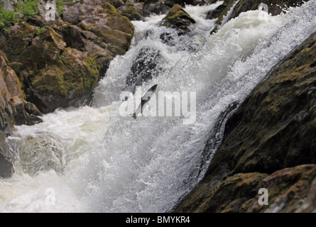 Wild salmon leaping up the world famous Falls of Feugh near Banchory, Aberdeenshire, to head upsteam to spawn. Stock Photo