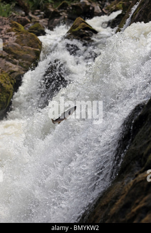 Wild salmon leaping up the world famous Falls of Feugh near Banchory, Aberdeenshire, to head upstream to spawn. Stock Photo