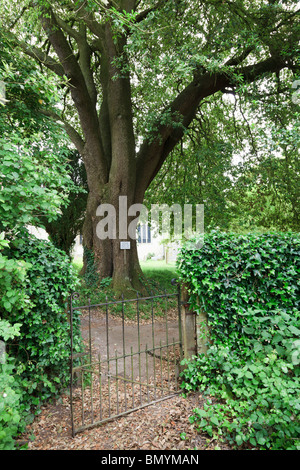 willow tree in churchyard past old wrought iron gate Stock Photo