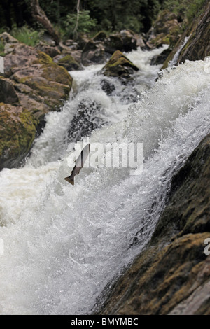 Wild salmon leaping up the world famous Falls of Feugh near Banchory, Aberdeenshire, to head upsteam to spawn. Stock Photo