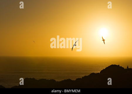 Shy Albatross Thalassarche cauta fly past in sunset Stock Photo