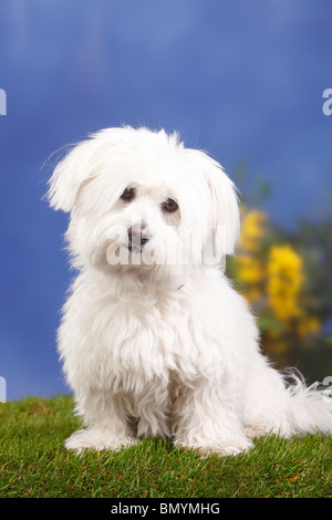 Coton de Tulear, 7 years old Stock Photo