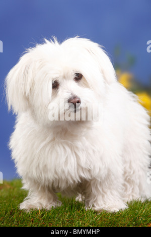 Coton de Tulear, 7 years old Stock Photo