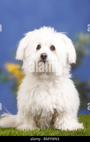 Coton de Tulear, 7 years old Stock Photo