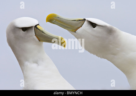 Shy Albatross (Thalassarche cauta) court by beak clacking after being absent from each other Stock Photo