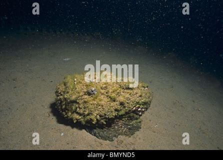 Arabian Stonefish (Synanceia nana) camouflaged in sand bottom. Eilat, Israel - Red Sea Stock Photo