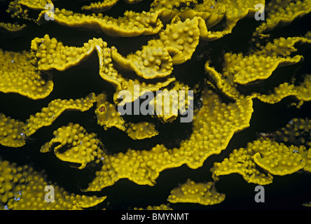 Yellow Turbinaria Coral (Turbinaria reniformis) - Egypt, Red Sea Stock Photo