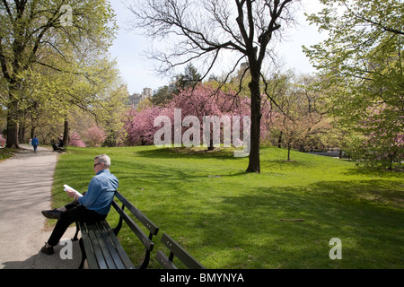 Man Reading on Park Bench, Central Park, NYC Stock Photo