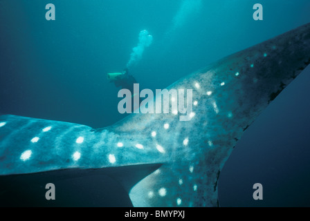 Caudal (Tail) fin of Whale Shark (Rhincodon typus) with diver filming in background, West Australia, Ningaloo Reef, Indian Ocean Stock Photo