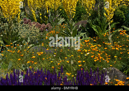 Drought Resistant Flowers and Plants in the Dry Garden at RHS Hyde Hall Stock Photo