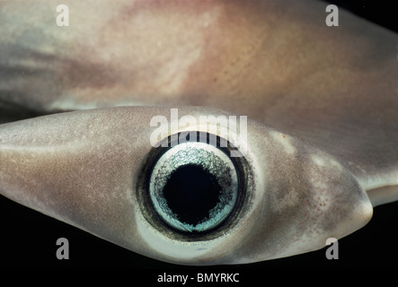 Eye of Juvenile Scalloped Hammerhead Shark (Sphyrna lewini), Kane'ohe Bay, Hawaii - Pacific Ocean. Stock Photo