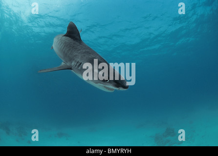 Tiger Shark (Galeocerdo cuvier), Egypt - Red Sea. Stock Photo