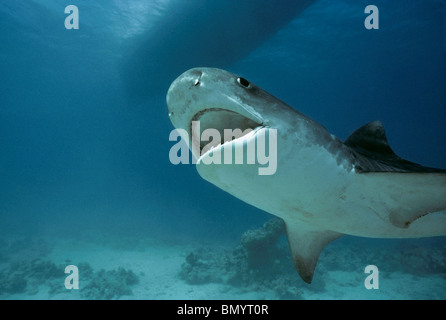 Tiger Shark (Galeocerdo cuvier), Egypt - Red Sea. Stock Photo