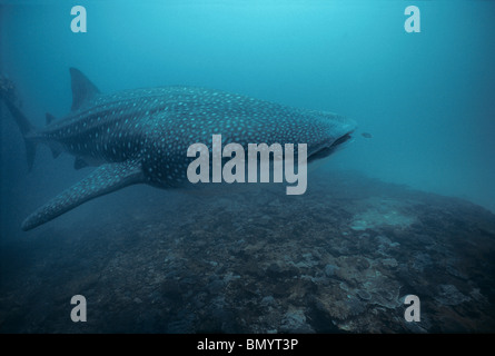 Whale Shark (Rhincodon typus) and Juvenile Golden Trevally (Gnathanodon speciosus), Ningaloo Reef, West Australia - Indian Ocean Stock Photo