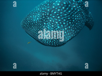 Whale Shark Rhincodon Typus And Golden Trevally Gnathanodon whale-shark-rhincodon-typus-and-golden-trevally-gnathanodon