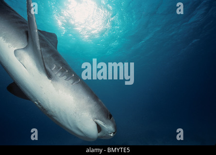 Tiger Shark (Galeocerdo cuvier), Egypt - Red Sea. Stock Photo