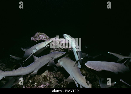Whitetip Reef Sharks (Triaenodon obesus) hunting in coral at night, Cocos Island, Costa Rica - Pacific Ocean. Stock Photo