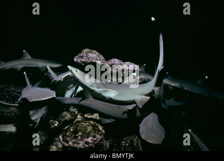 Whitetip Reef Sharks (Triaenodon obesus) hunting in coral at night, Cocos Island, Costa Rica - Pacific Ocean. Stock Photo