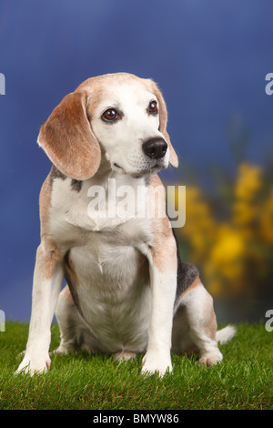 Beagle, male, old dog, aged 10 years Stock Photo