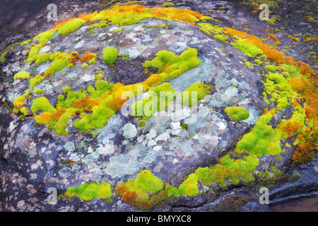 Green and orange moss on stream side rock. Major Creek. Columbia River Gorge National Scenic Area, Washington Stock Photo