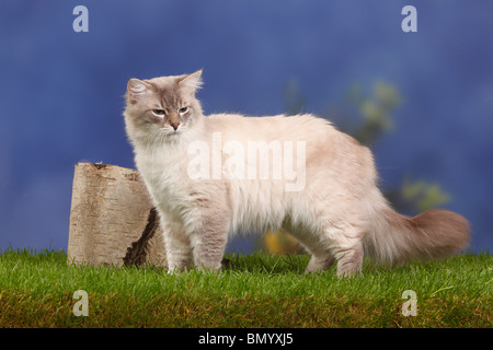 Neva Masquarade, tomcat, blue-tabby-point / Siberian Forest Cat, Siberian Cat, Siberia, Neva Masquerade, side Stock Photo