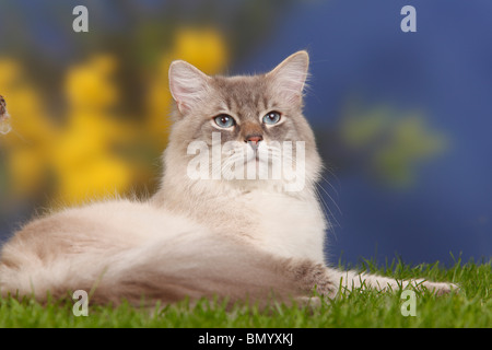 Neva Masquarade, tomcat, blue-tabby-point / Siberian Forest Cat, Siberian Cat, Siberia, Neva Masquerade Stock Photo