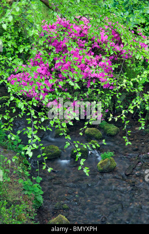 Azalea with new growth on alder trees and stream. Crystal Springs Rhododendron Gardens, Oregon Stock Photo