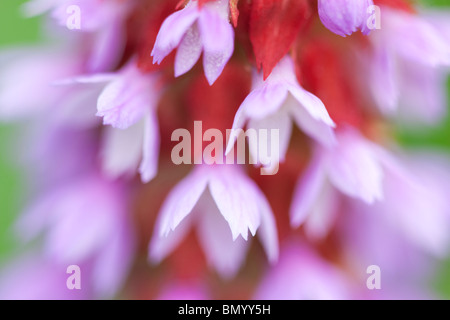 Close up of Poker Primrose (Primula vialii). Oregon Stock Photo