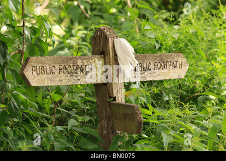 old wooden public footpath three way sign in overgrown hedgewith white hankerchief attached as marker Stock Photo