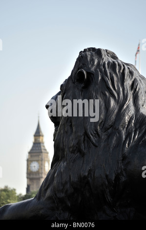 Lion in Trafalgar square London looking over The Houses of Parliament in Westminster Stock Photo