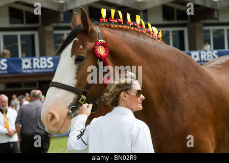 Clydesdale Shire horse in the showground parade ring at the great Royal Highland Show 2010  Scottish Agricultural Society of Scotland, UK Stock Photo