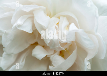 Rosa x alba 'Alba maxima', Jacobite Rose, in flower in late spring Stock Photo