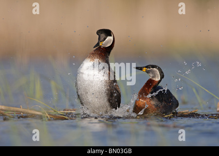 Pair Red-necked Grebes, Podiceps grisegena, adults in breeding plumage, Bulgaria Stock Photo