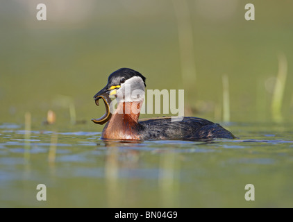 Red-necked Grebe with a leech, Podiceps grisegena, adult in breeding plumage, Bulgaria Stock Photo