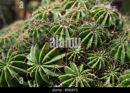 Succulent cactus echinopsis multiplex cactus plant succulents plant in pot with soil nobody top view from above hi-res Stock Photo