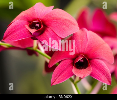 Dendrobium Thailand Black, Orchid Stock Photo