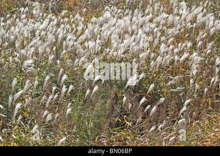 Amur silvergrass (Miscanthus sacchariflorus). Known as Silver Banner Grass and Japanese Silver Grass also Stock Photo