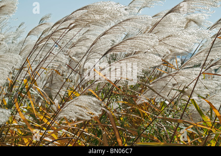 Amur silvergrass (Miscanthus sacchariflorus). Known as Silver Banner Grass and Japanese Silver Grass also Stock Photo