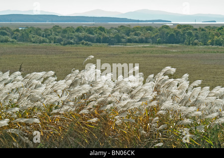 Amur silvergrass (Miscanthus sacchariflorus). Known as Silver Banner Grass and Japanese Silver Grass also Stock Photo