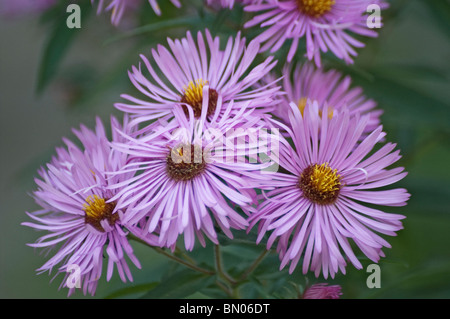 New England aster (Symphyotrichum novae-angliae) Stock Photo
