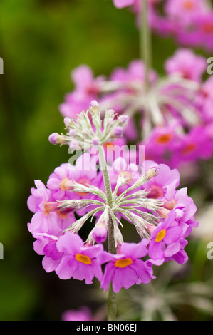 Primula beesiana, Candelabra Primrose, in flower Stock Photo