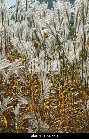 Amur silvergrass (Miscanthus sacchariflorus). Known as Silver Banner Grass and Japanese Silver Grass also Stock Photo