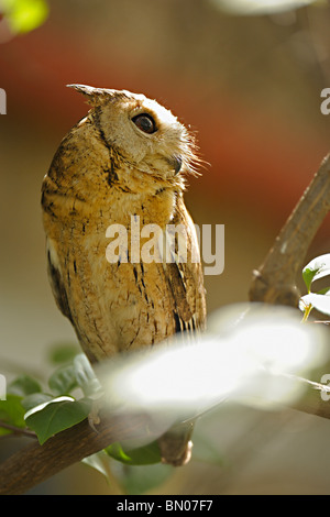 Collared Scops Owl (Otus lettia) in Ranthambhore Stock Photo