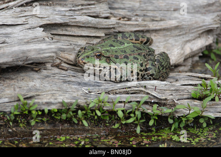 Marsh Frog, Rana ridibunda, female, Danube river, Bulgaria, Europe Stock Photo